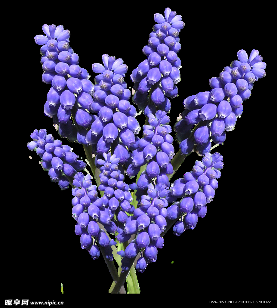 鲜花