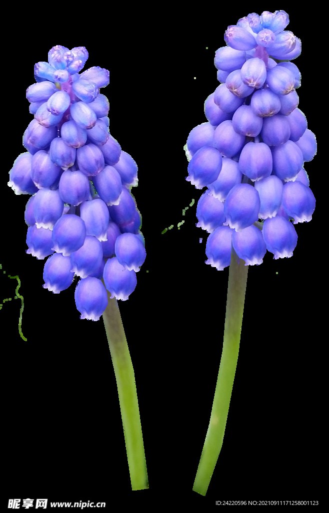 鲜花