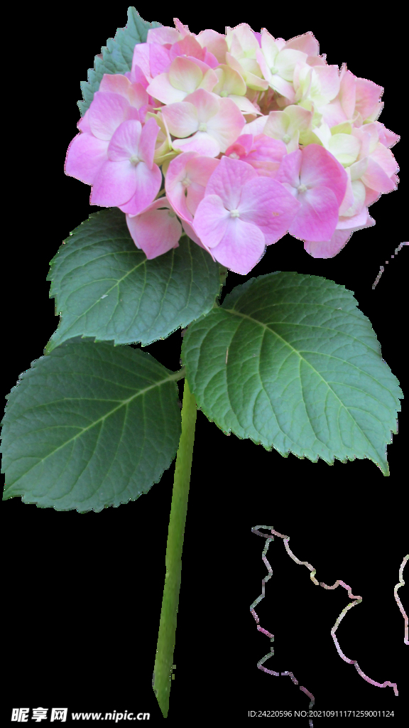 鲜花