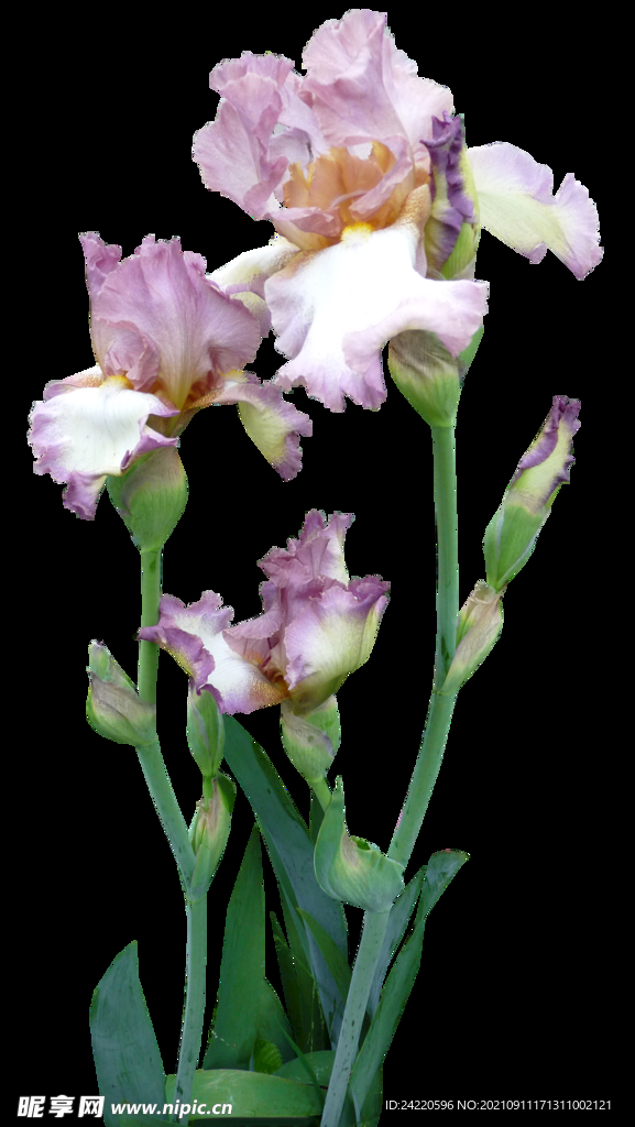 鲜花