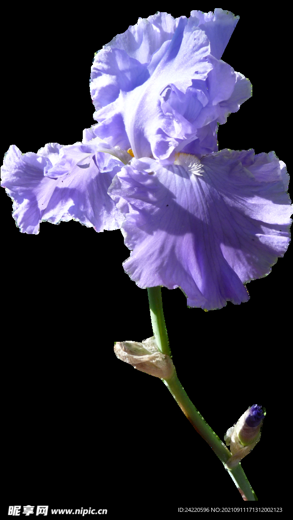 鲜花