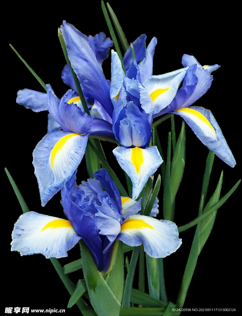 鲜花
