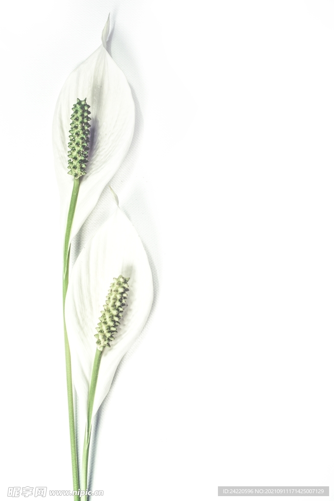 鲜花