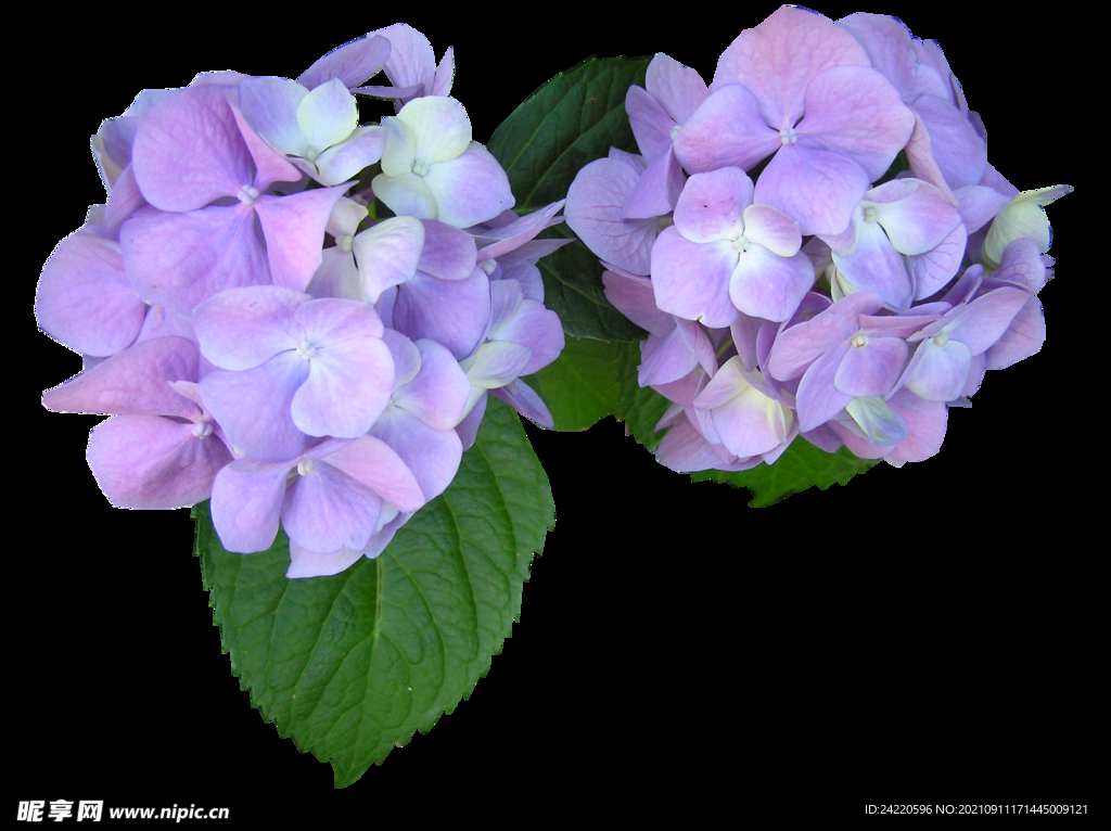 鲜花
