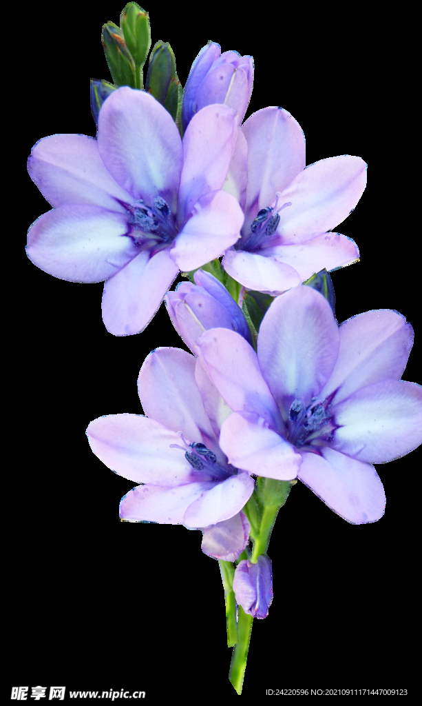 鲜花