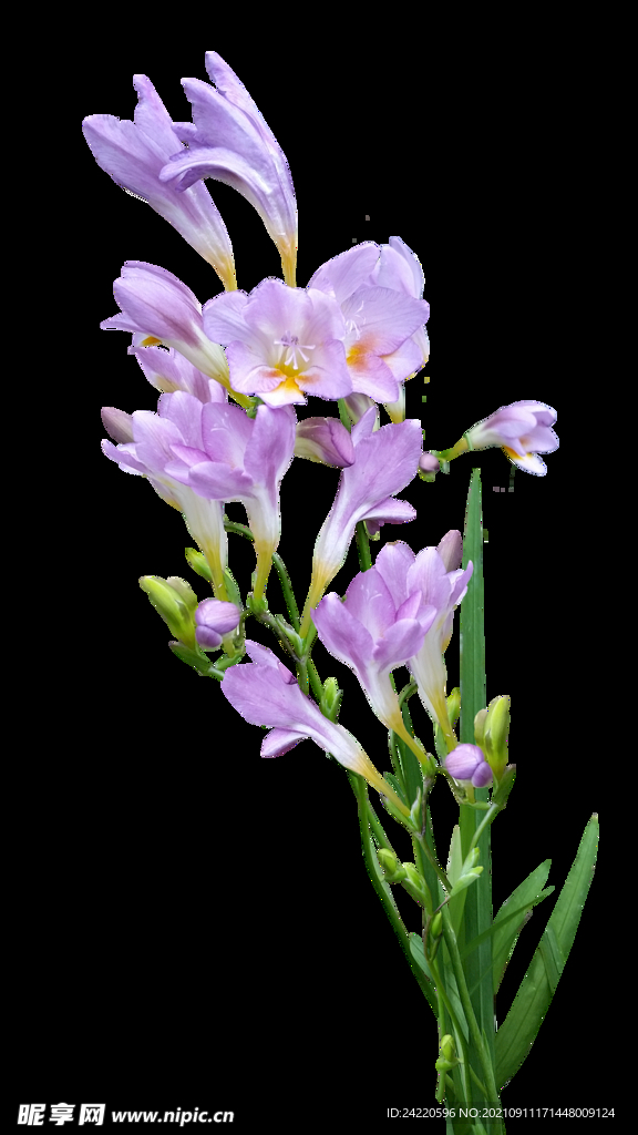 鲜花
