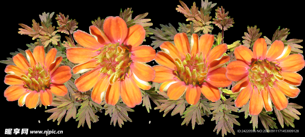 鲜花