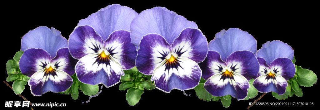 鲜花