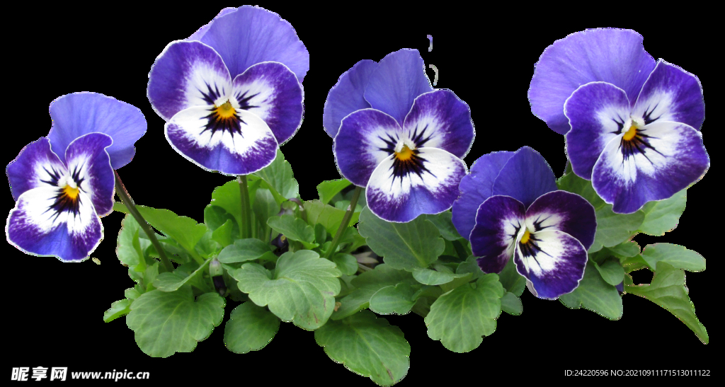 鲜花