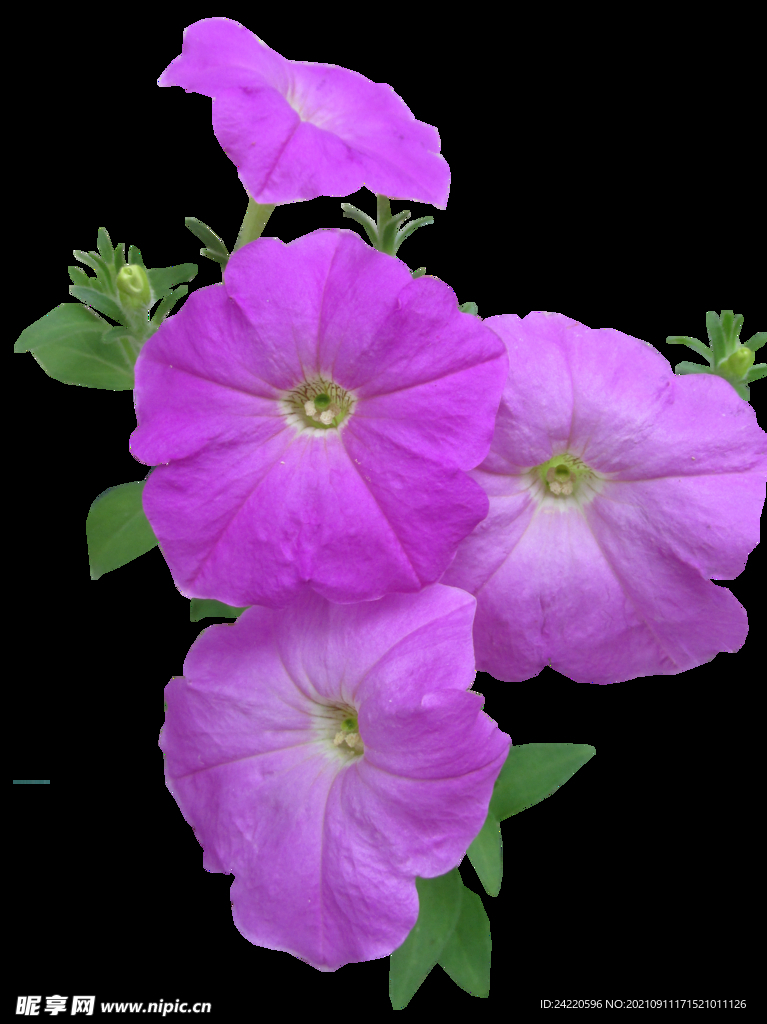 鲜花
