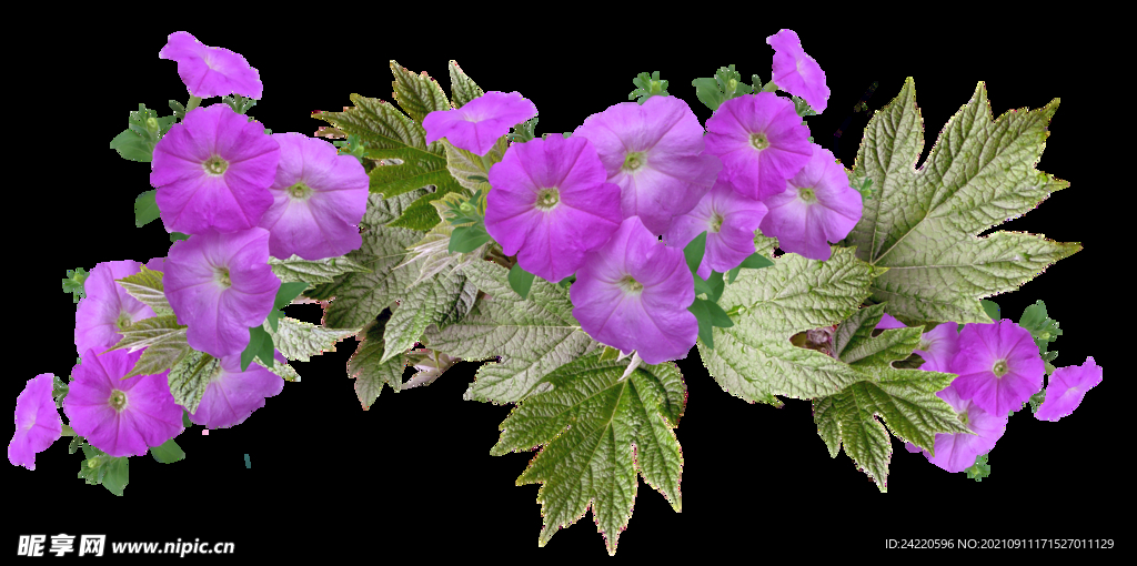鲜花