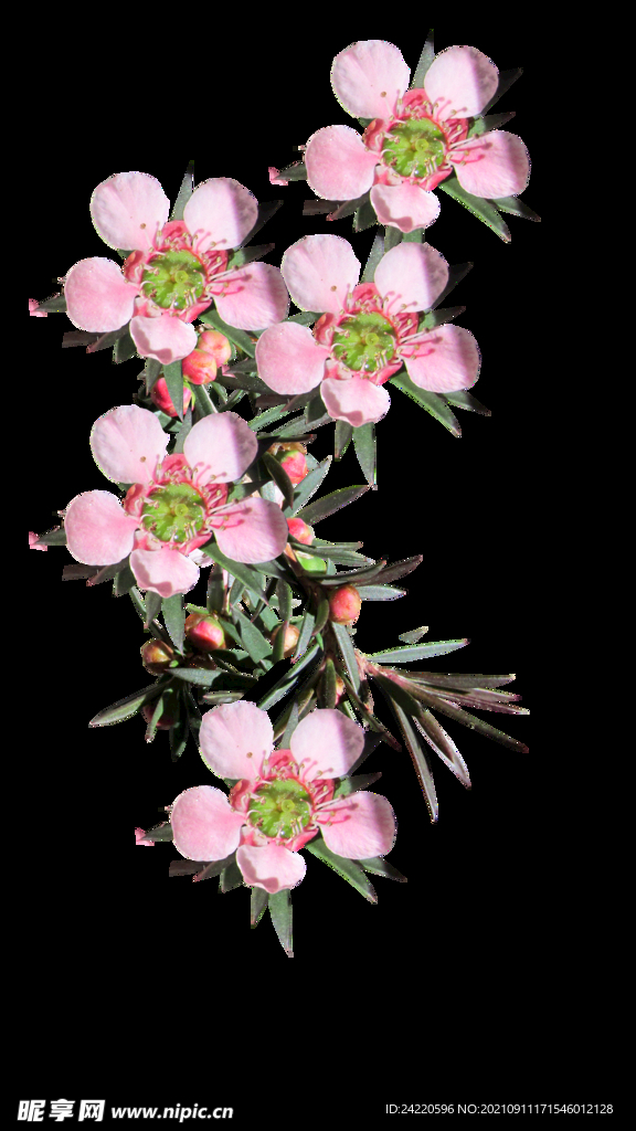 鲜花