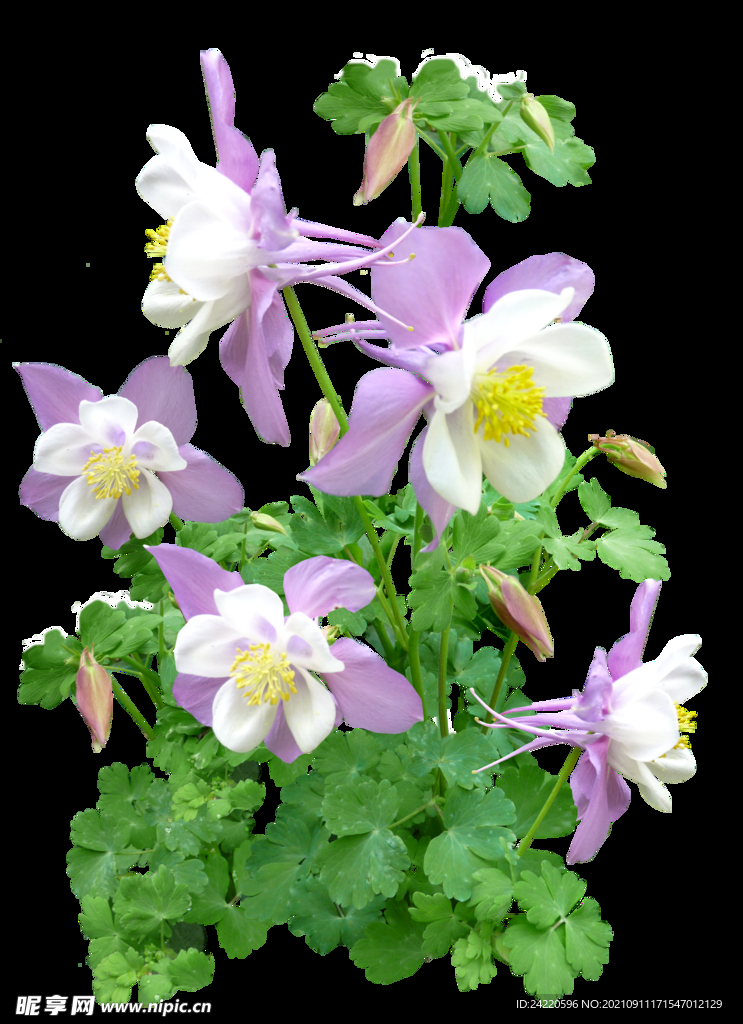 鲜花