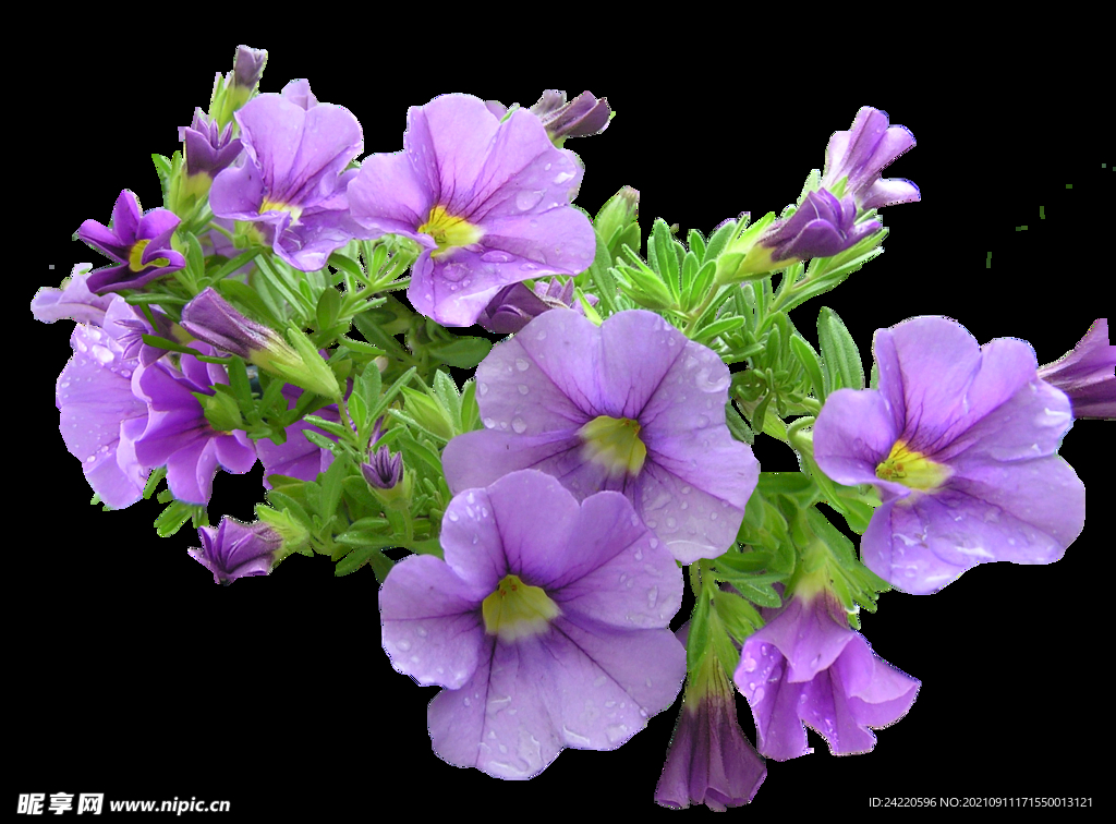 鲜花