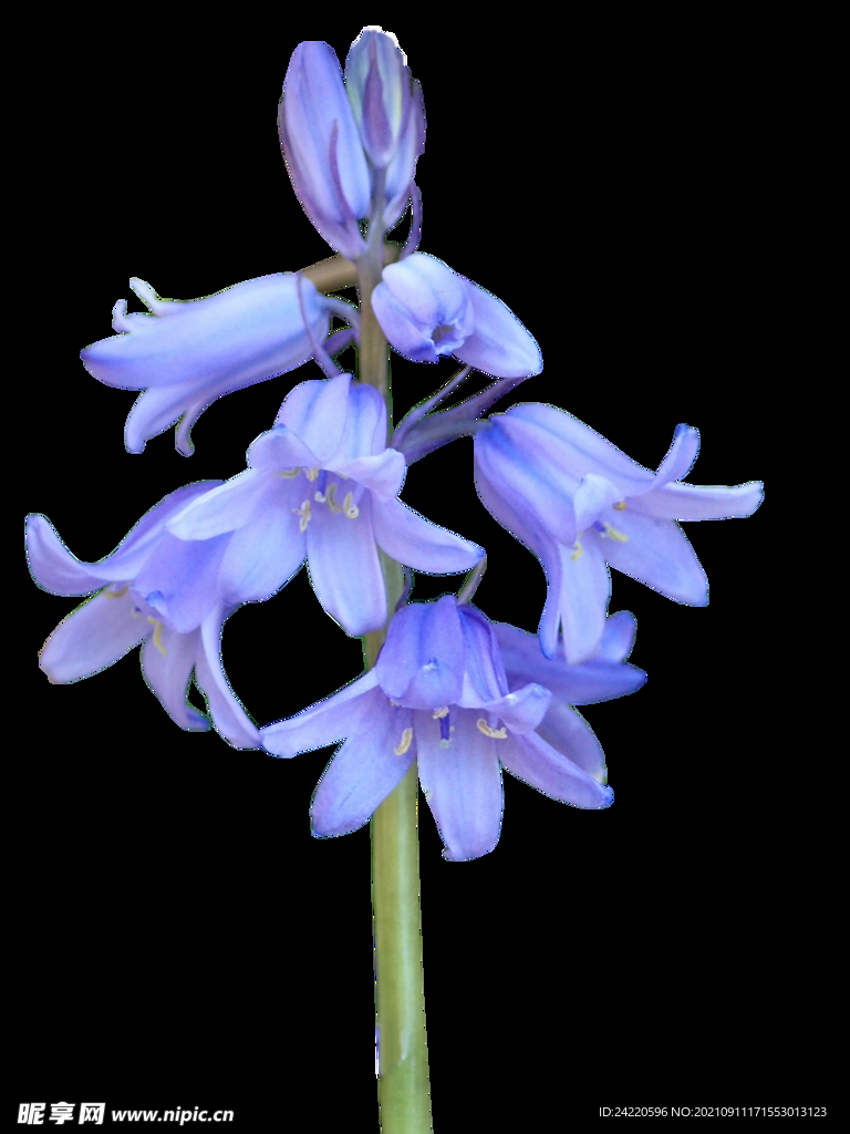鲜花