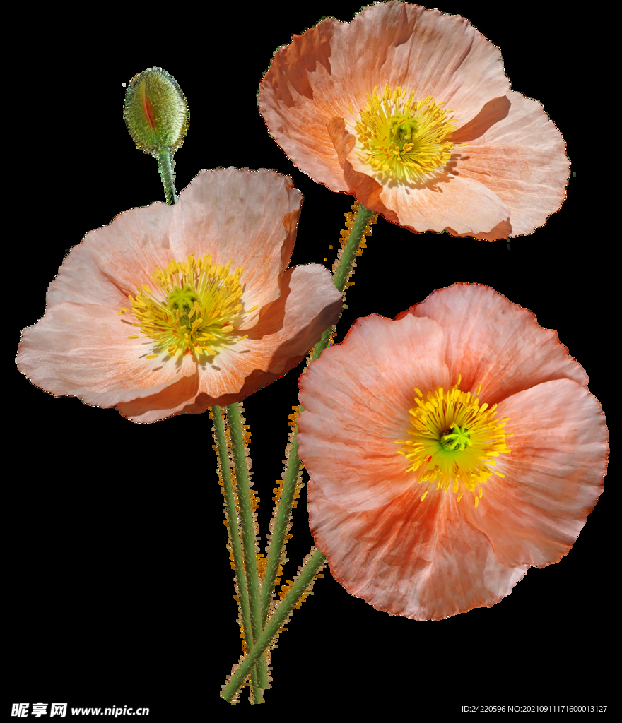 鲜花