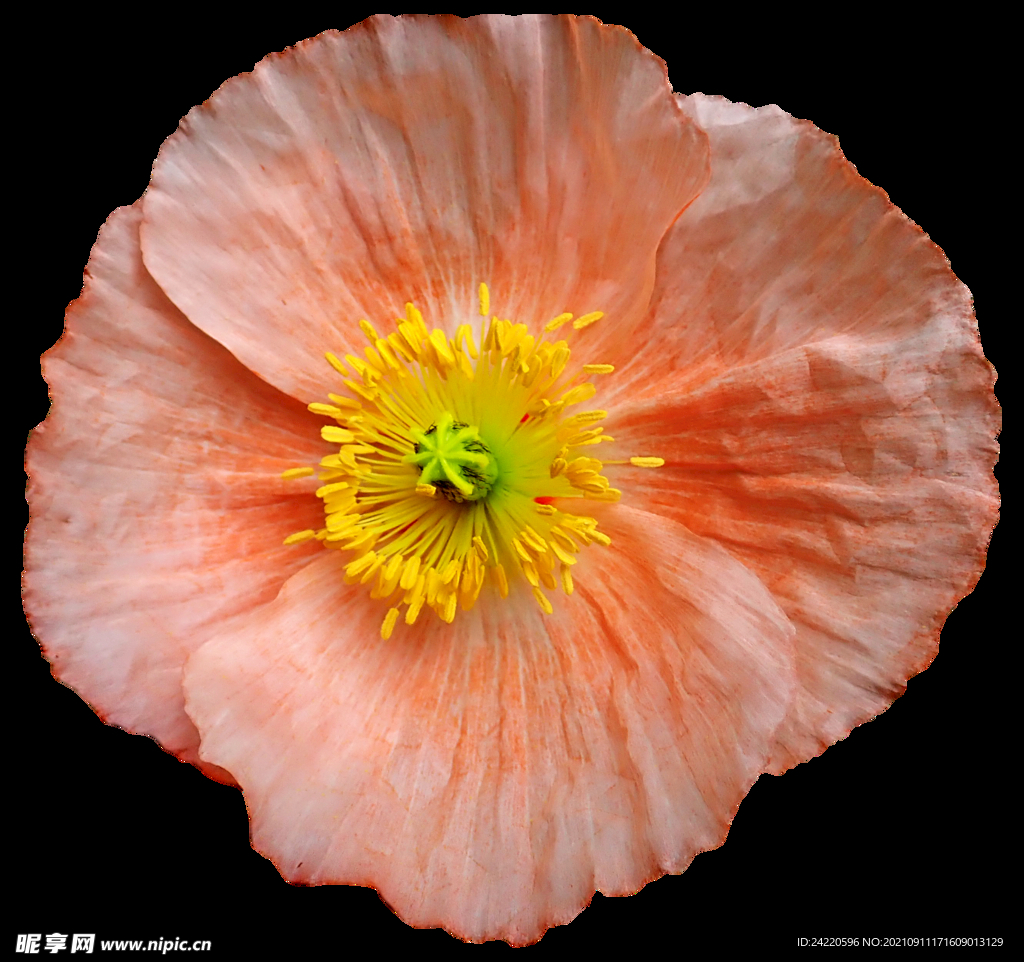 鲜花