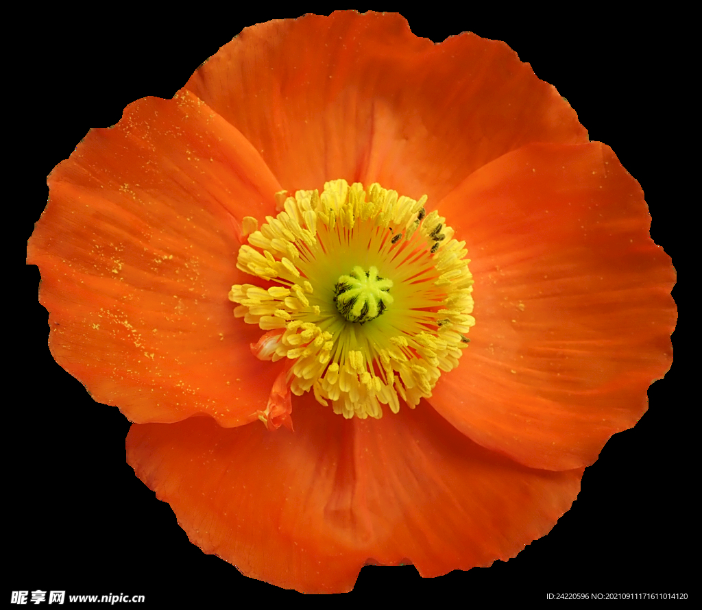鲜花