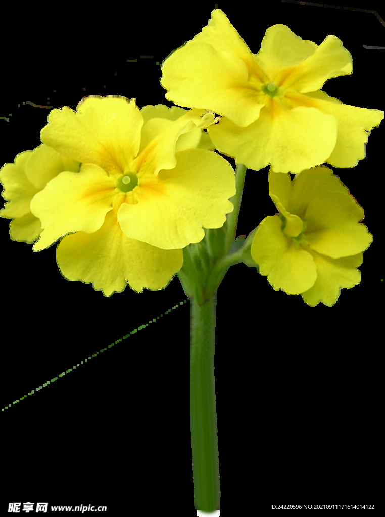 鲜花