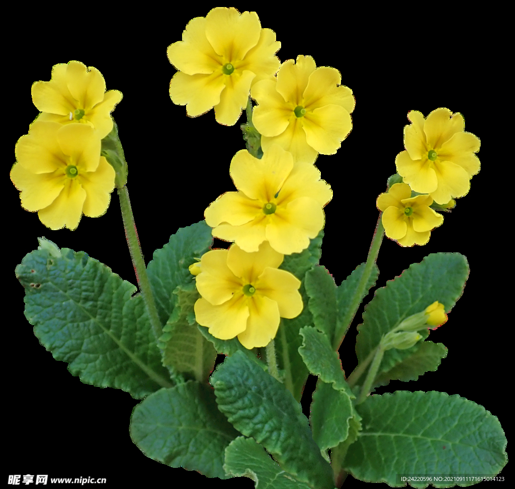 鲜花