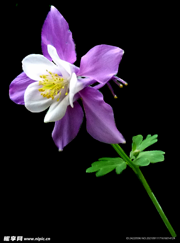 鲜花