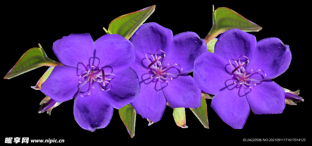 鲜花