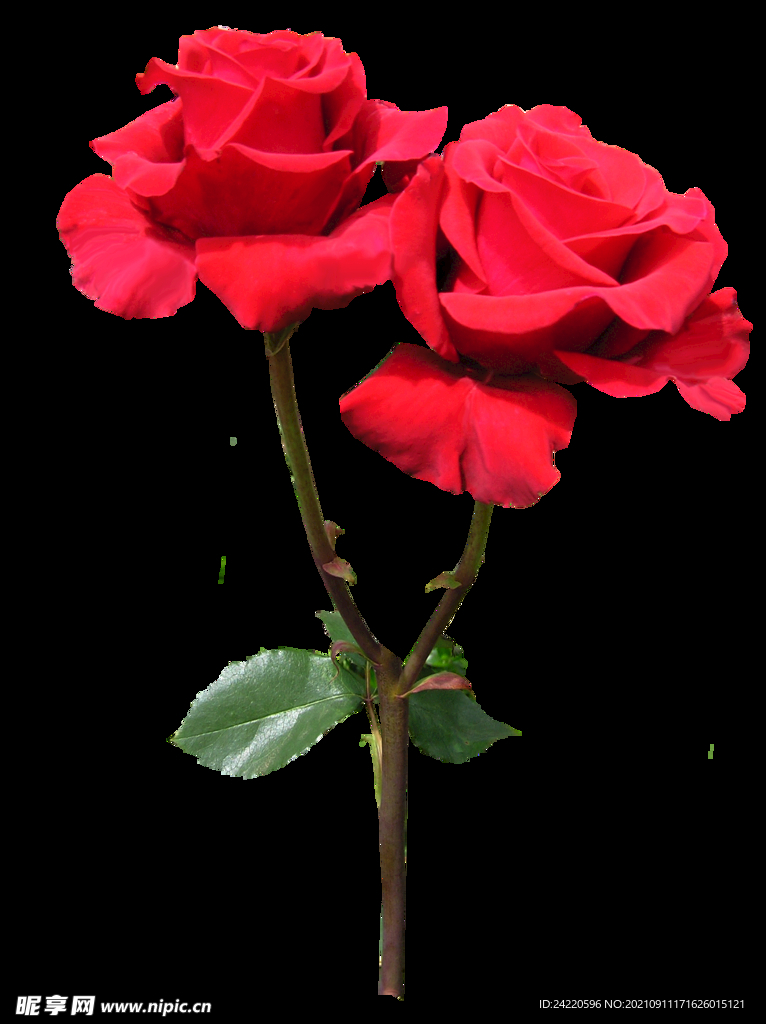 玫瑰花