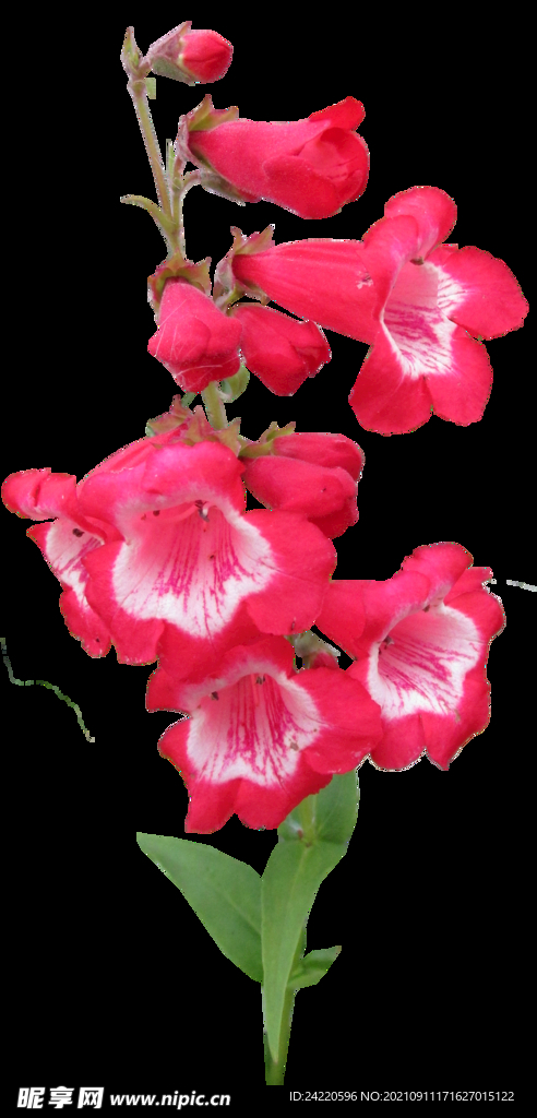 鲜花