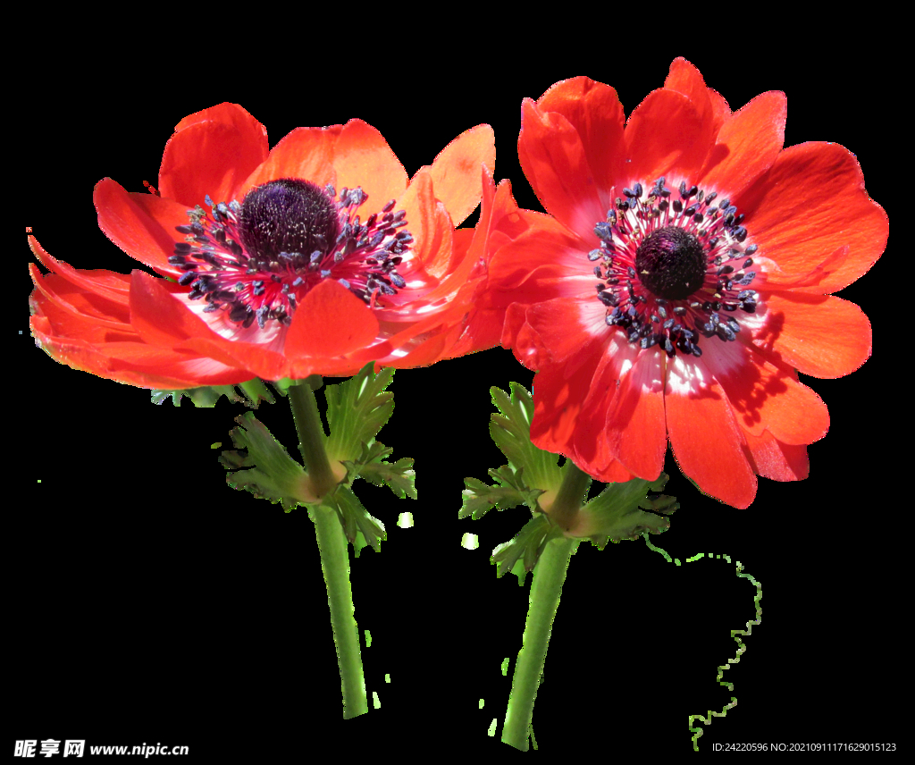鲜花