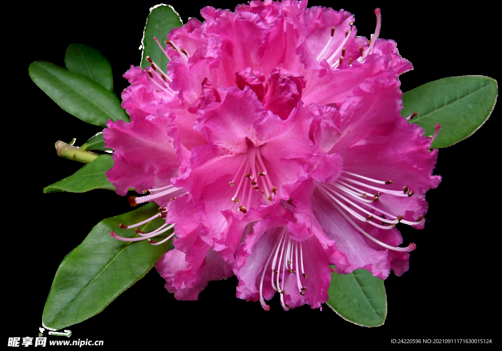 鲜花
