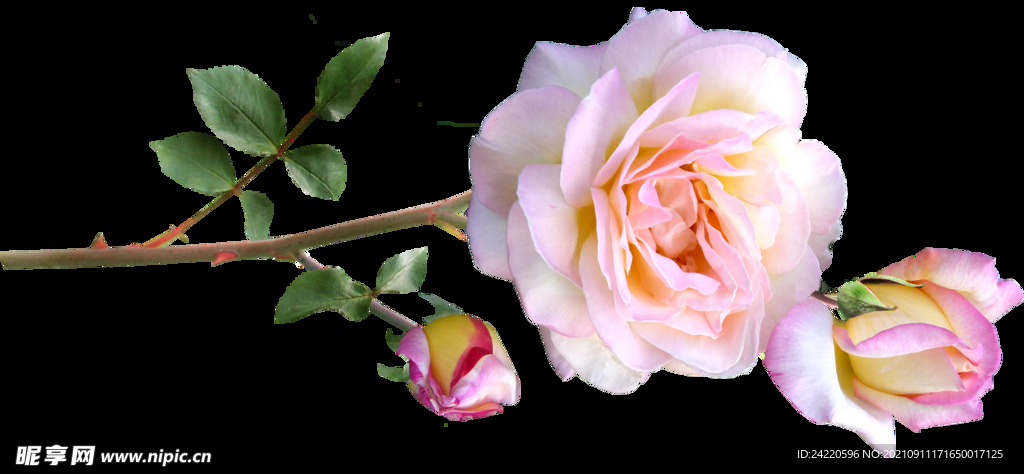 玫瑰花