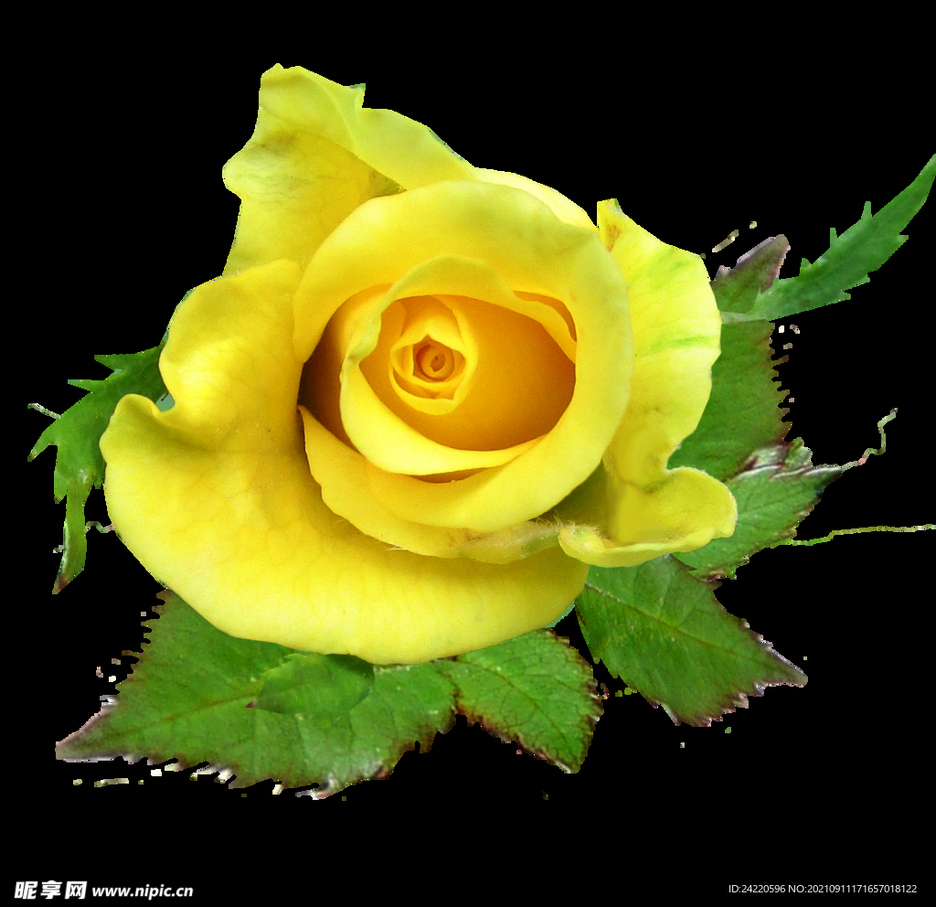 玫瑰花