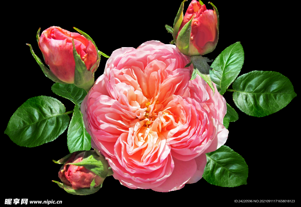玫瑰花