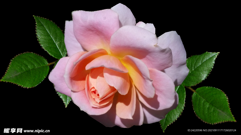 玫瑰花