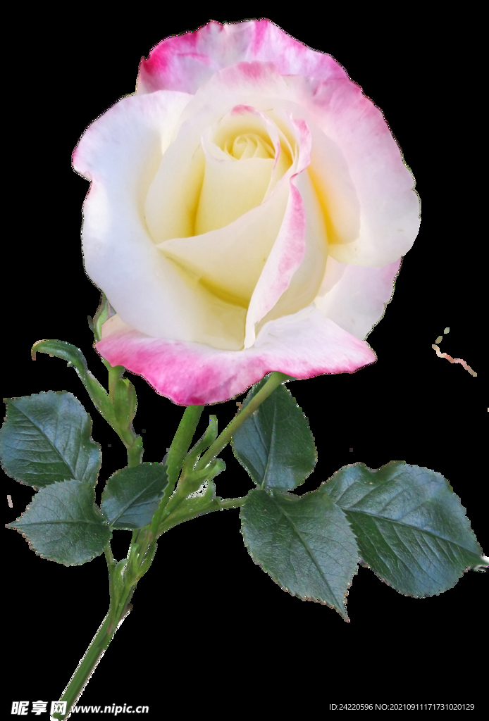 玫瑰花
