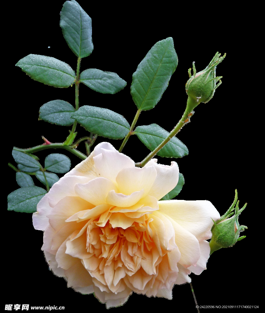 玫瑰花