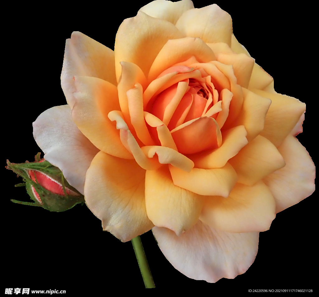 玫瑰花