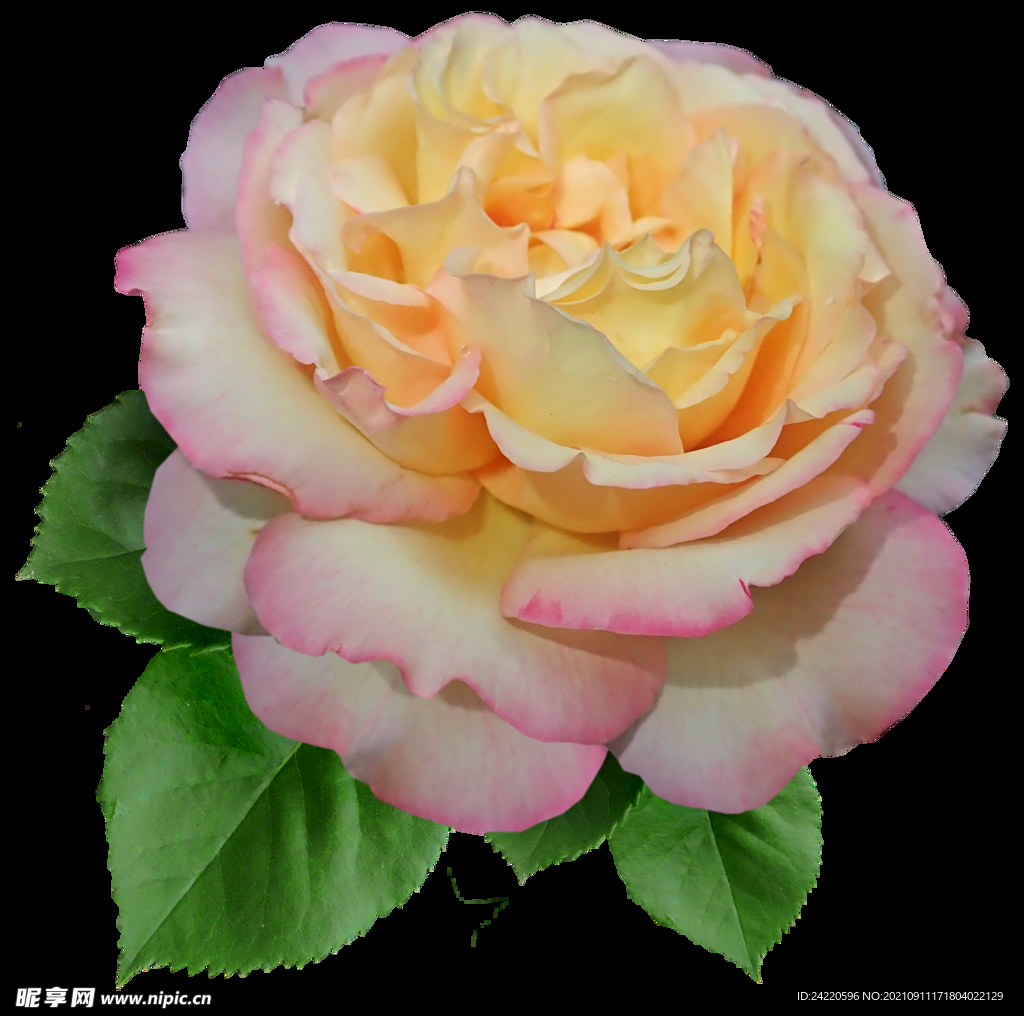 玫瑰花