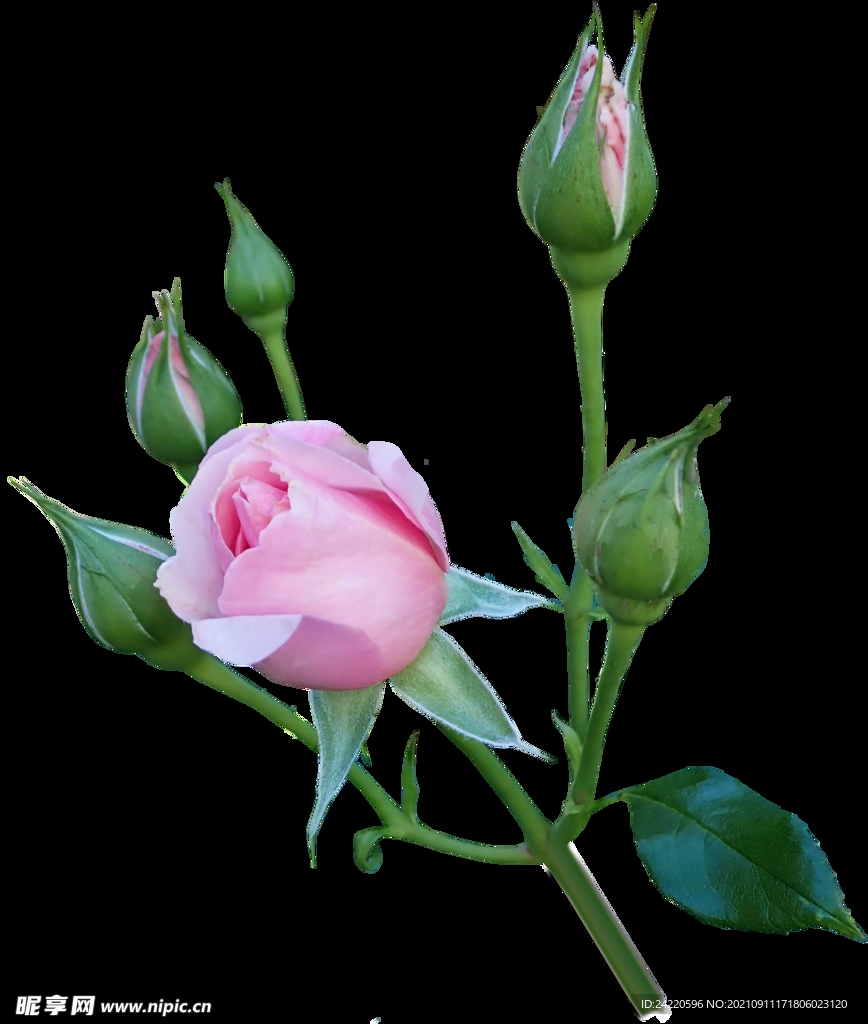玫瑰花