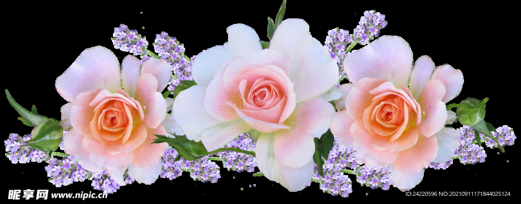 玫瑰花