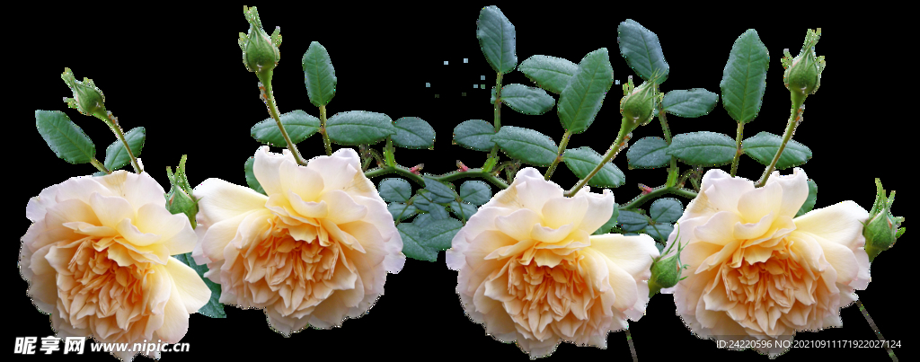 玫瑰花