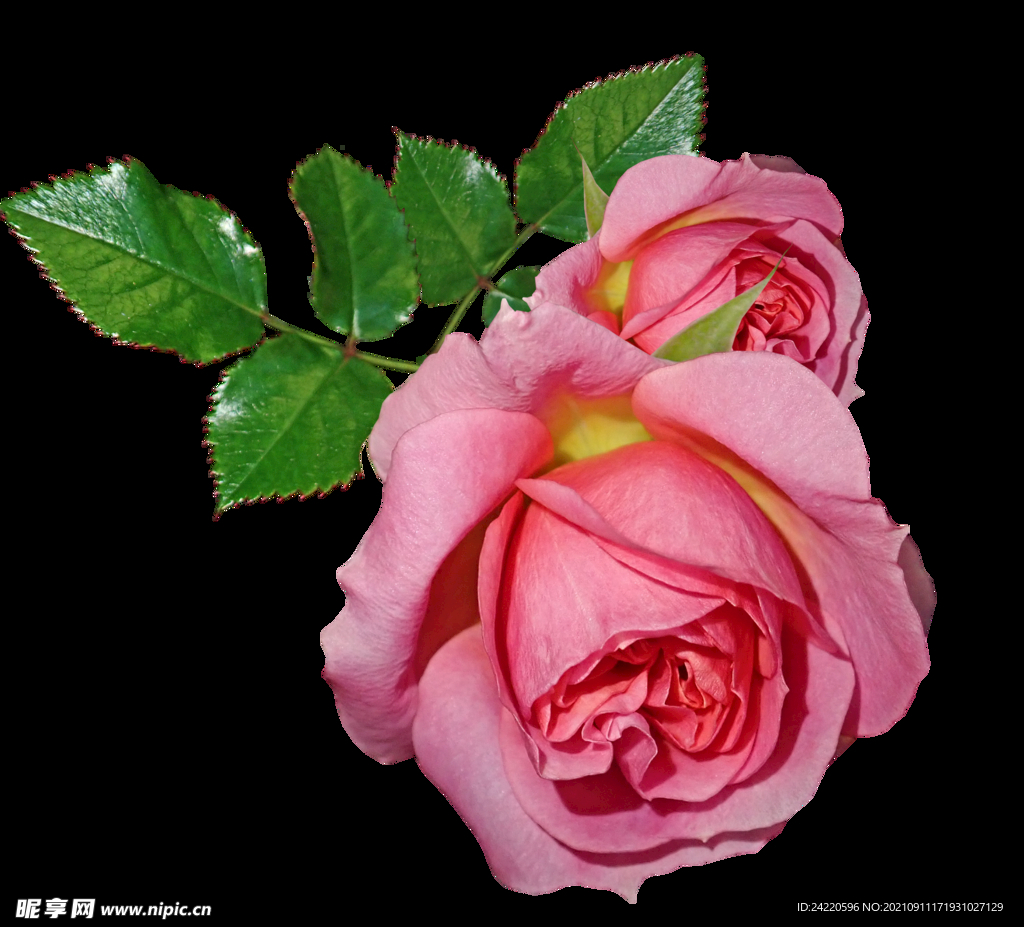 玫瑰花