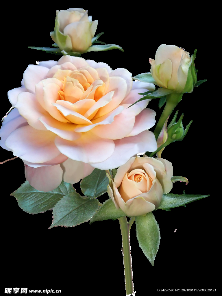 玫瑰花