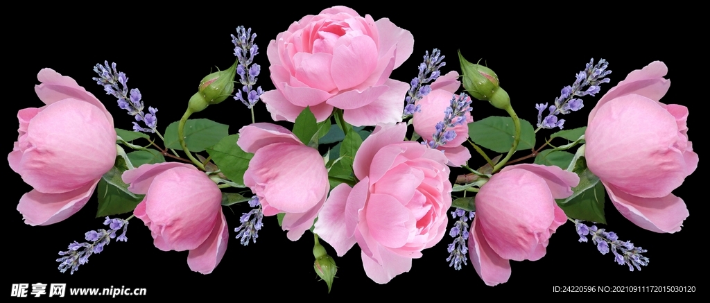 玫瑰花