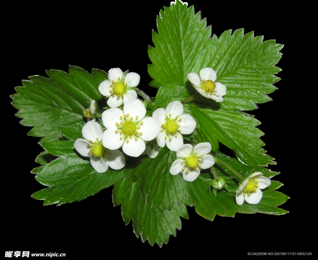 鲜花