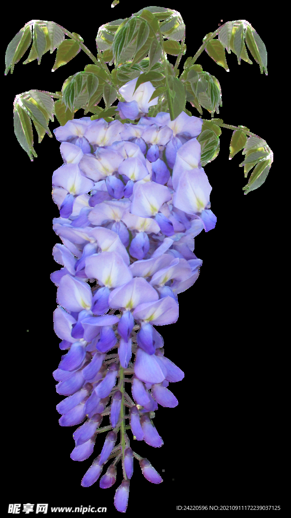 鲜花