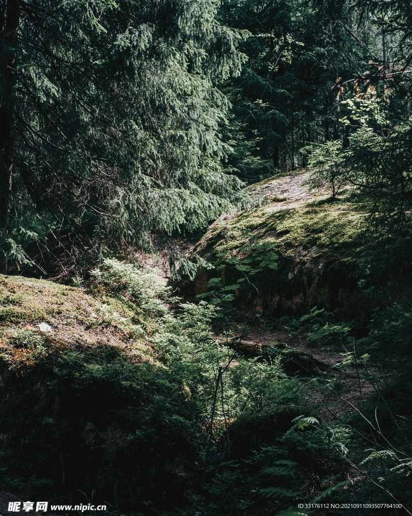 植物森林背景