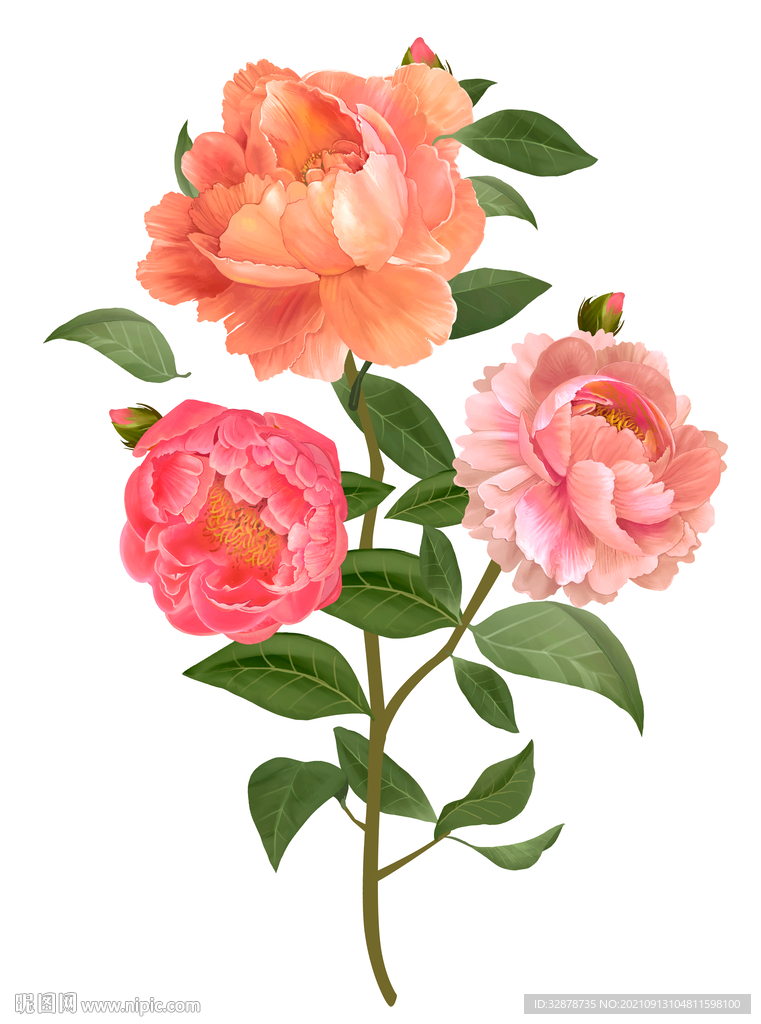 牡丹花手绘