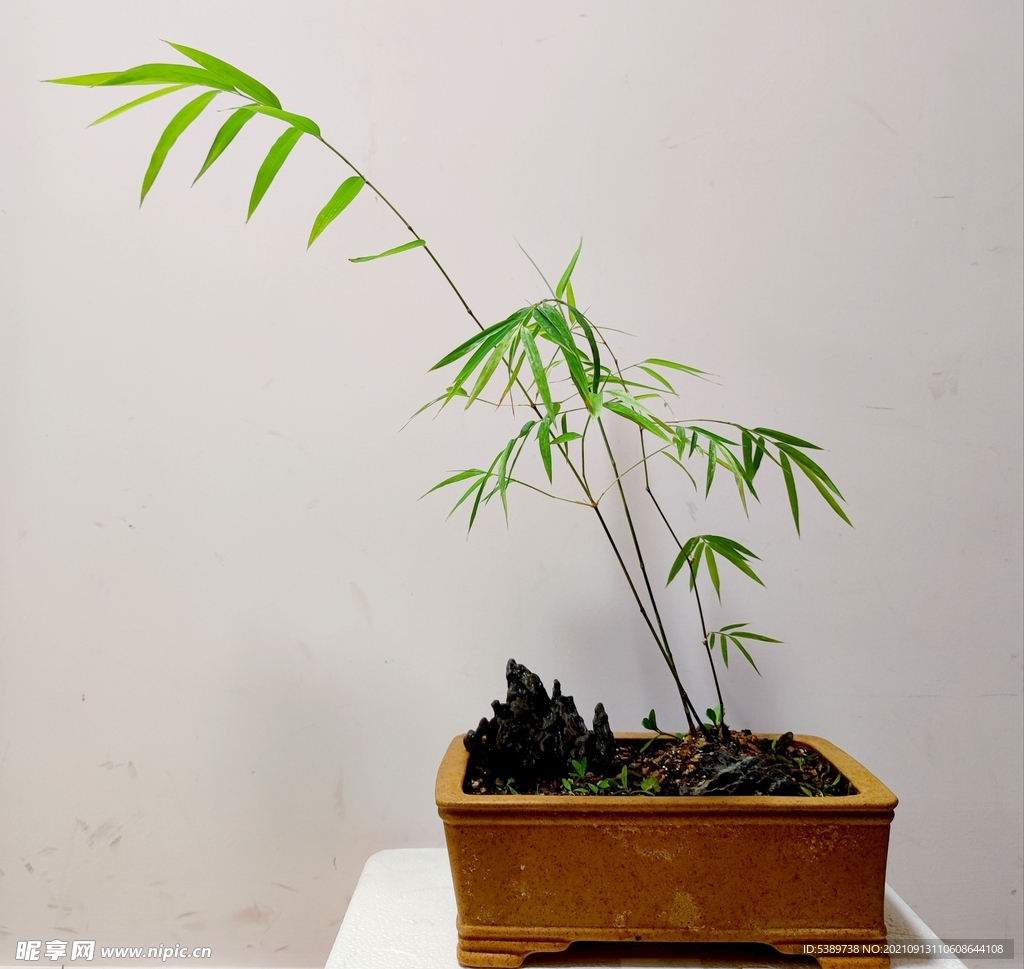 内门竹