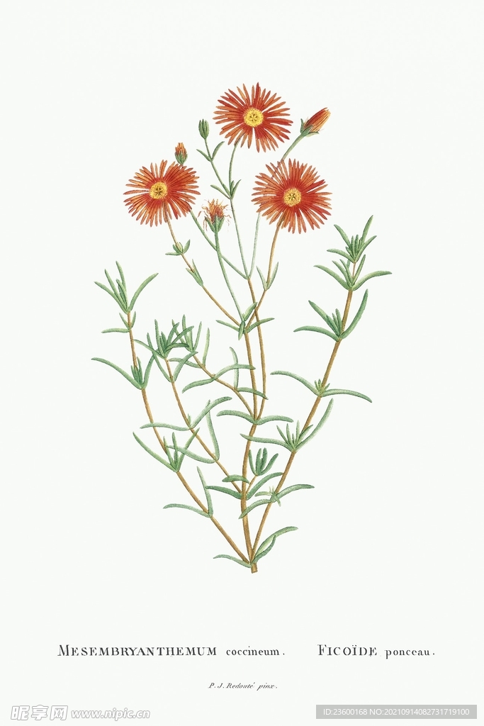 花卉